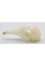 . Duiven duif schedel (Columbidae)