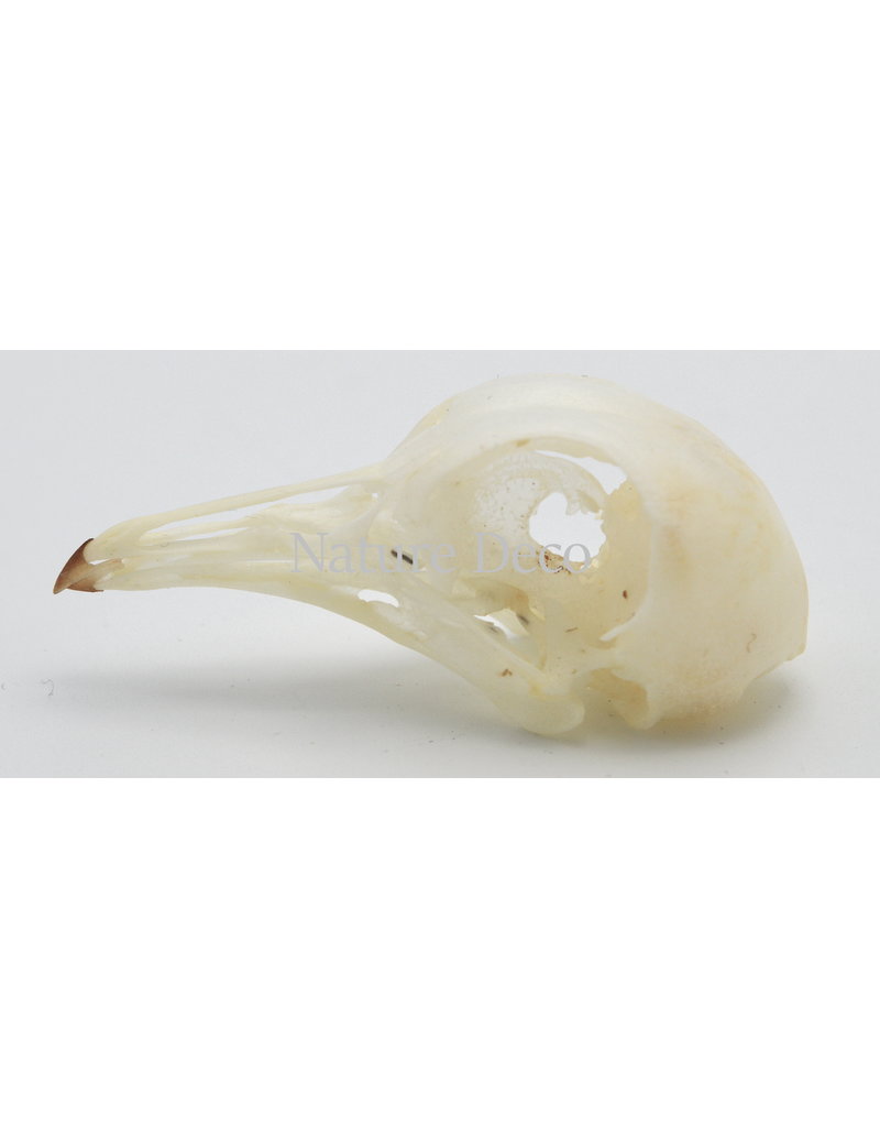 . Pigeon skull (Columbidae)