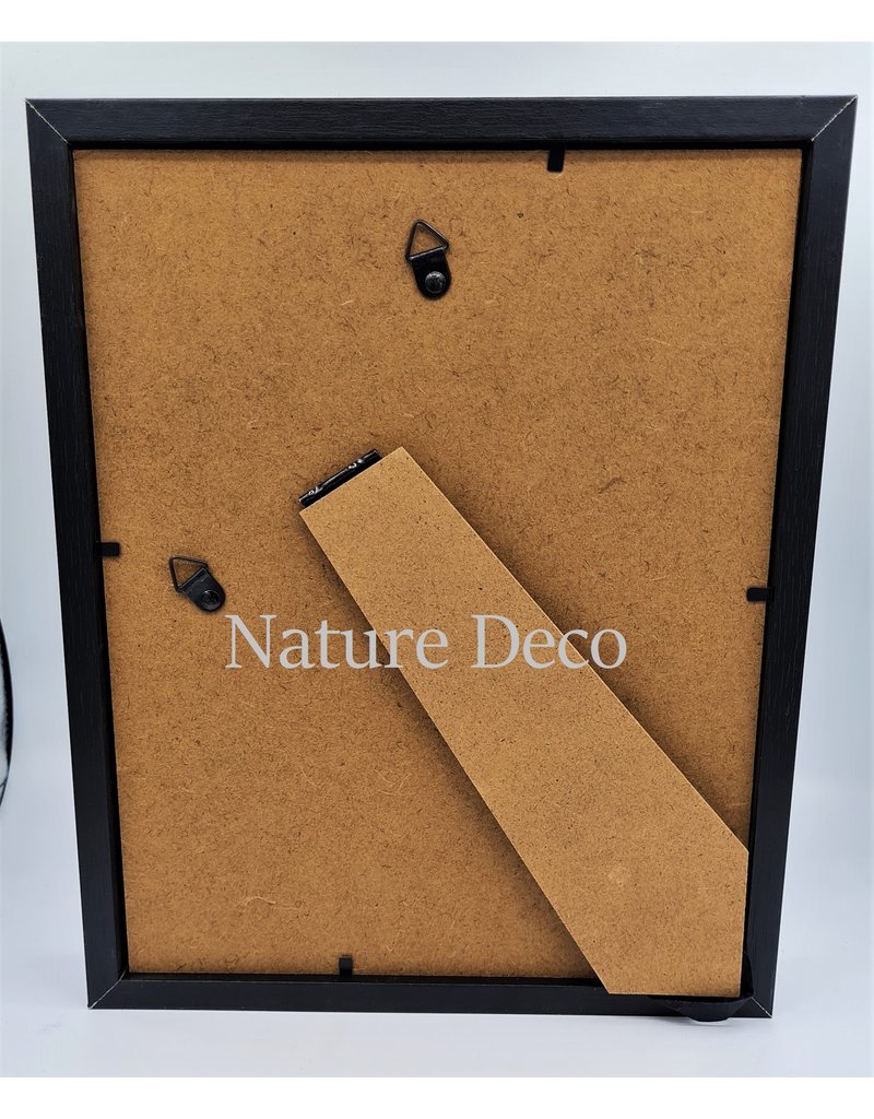 Nature Deco Chalcosoma Atlas kevers duo in luxe 3D lijst 27 x 22cm