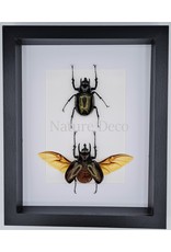 Nature Deco Chalcosoma Atlas beetles duo in luxury 3D frame 27 x 22cm