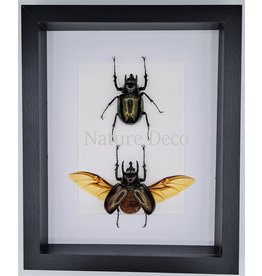 Nature Deco Chalcosoma Atlas kevers duo in luxe 3D lijst