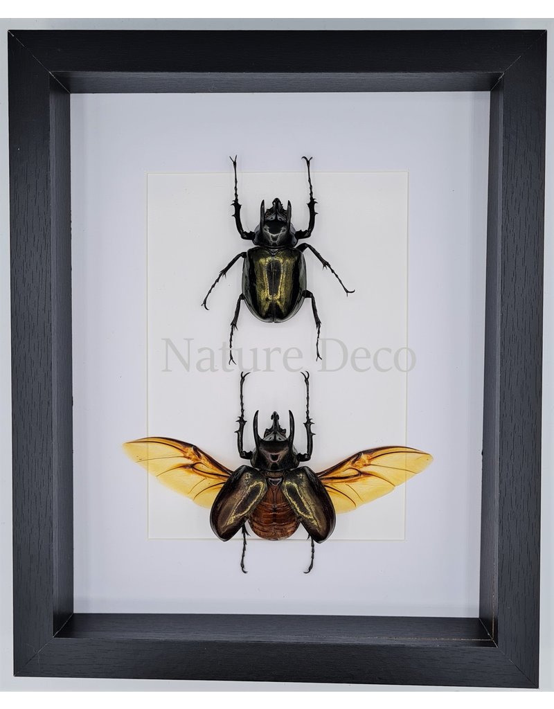 Nature Deco Chalcosoma Atlas beetles duo in luxury 3D frame 27 x 22cm