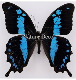 . Unmounted Papilio Oribazus B edition