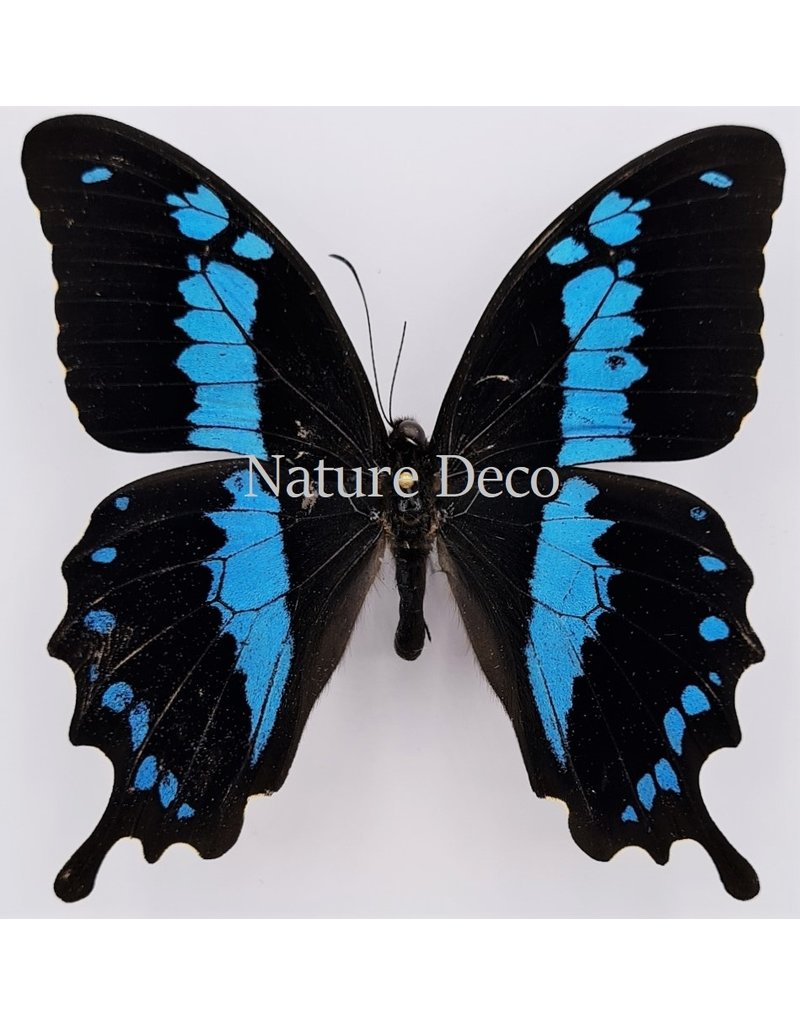 . Unmounted / dried Papilio Oribazus B edition