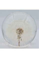 . Dandelion in resin "globe"