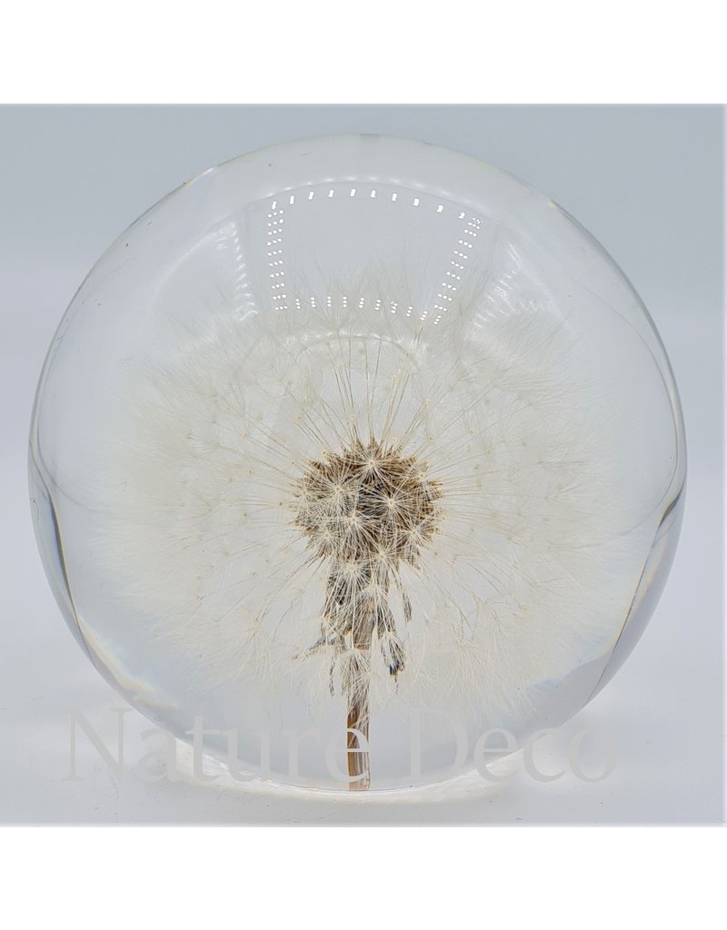 . Dandelion in resin "globe"