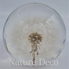 . Blaasbloem in hars "globe"