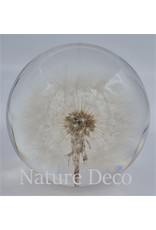 . Dandelion in resin "globe"