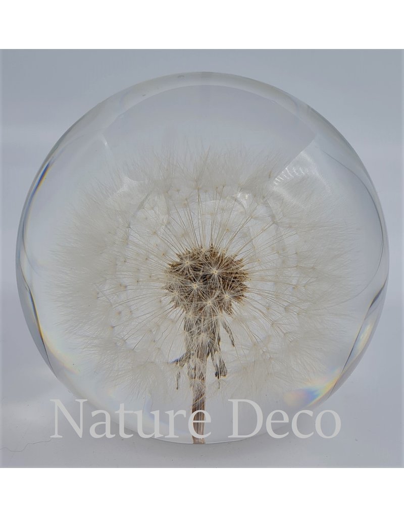 . Dandelion in resin "globe"