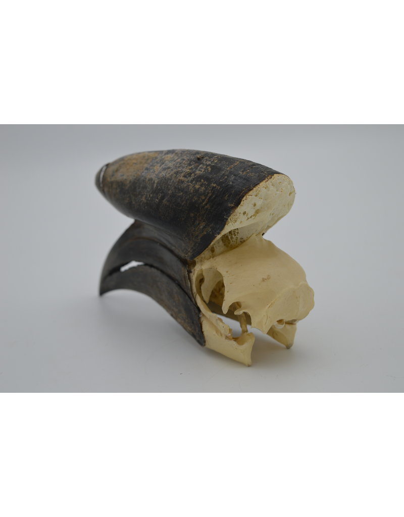 . Black Casqued Hornbill skull
