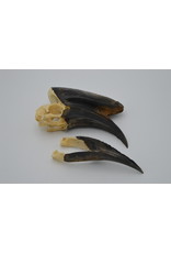 . Black Casqued Hornbill skull