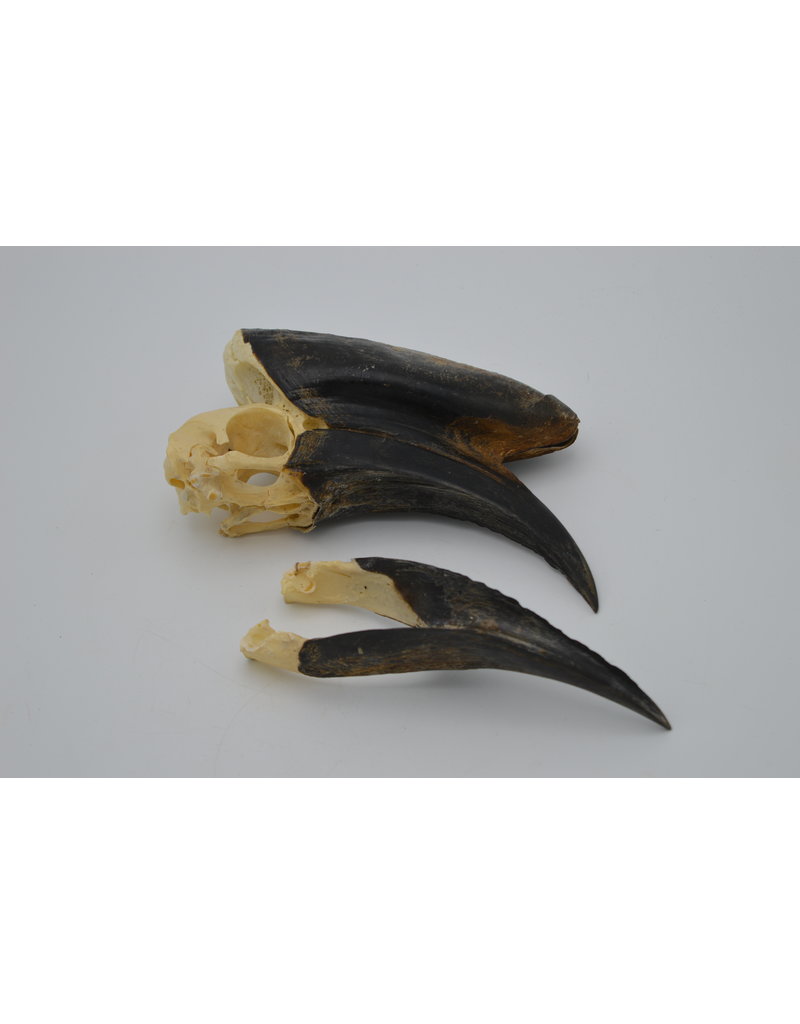 . Black Casqued Hornbill skull