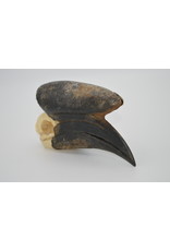 . Black Casqued Hornbill skull