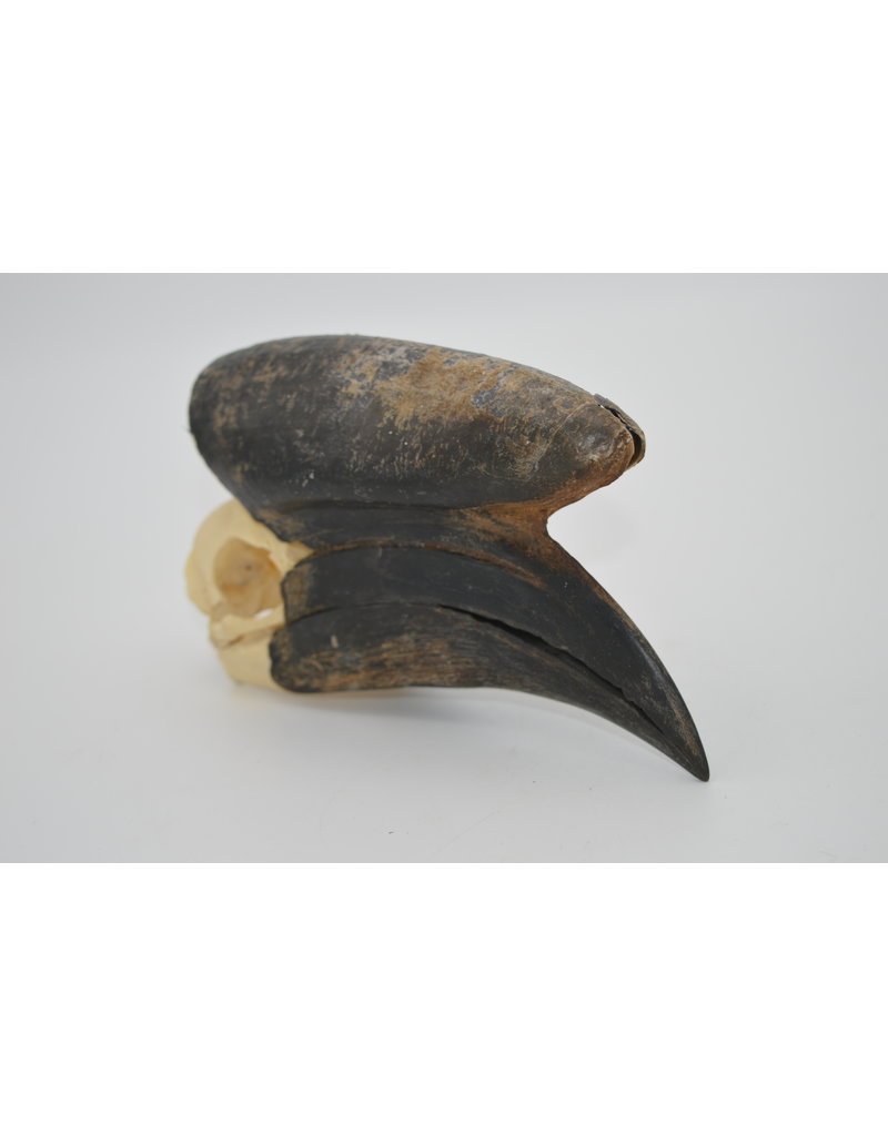 . Black Casqued Hornbill skull