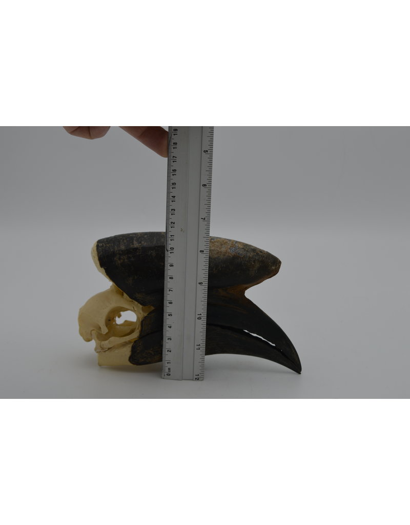 . Black Casqued Hornbill skull