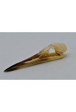 . Indian pond heron skull