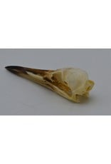 . Indian pond heron skull