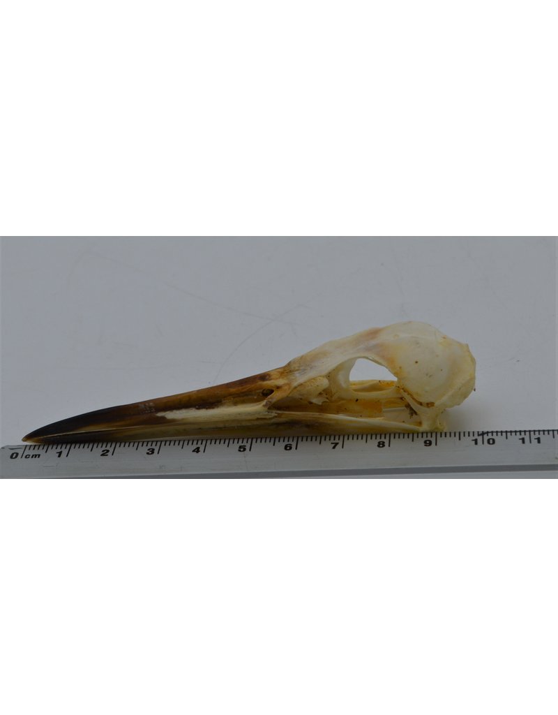 . Indian pond heron skull