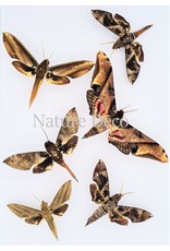 . Unmounted / dried moth mix 3 pieces