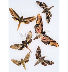 . Unmounted moth mix 3 pieces