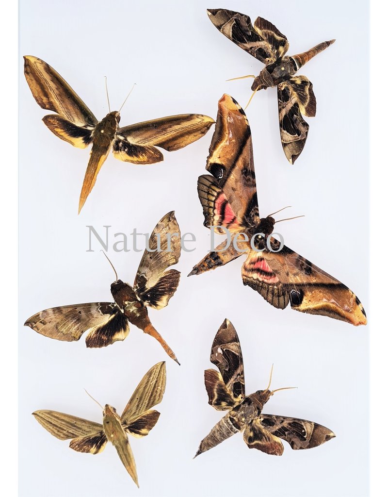 . Unmounted / dried moth mix 10 pieces