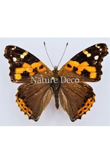 . Unmounted Vanessa Indica (Indian red admiral)