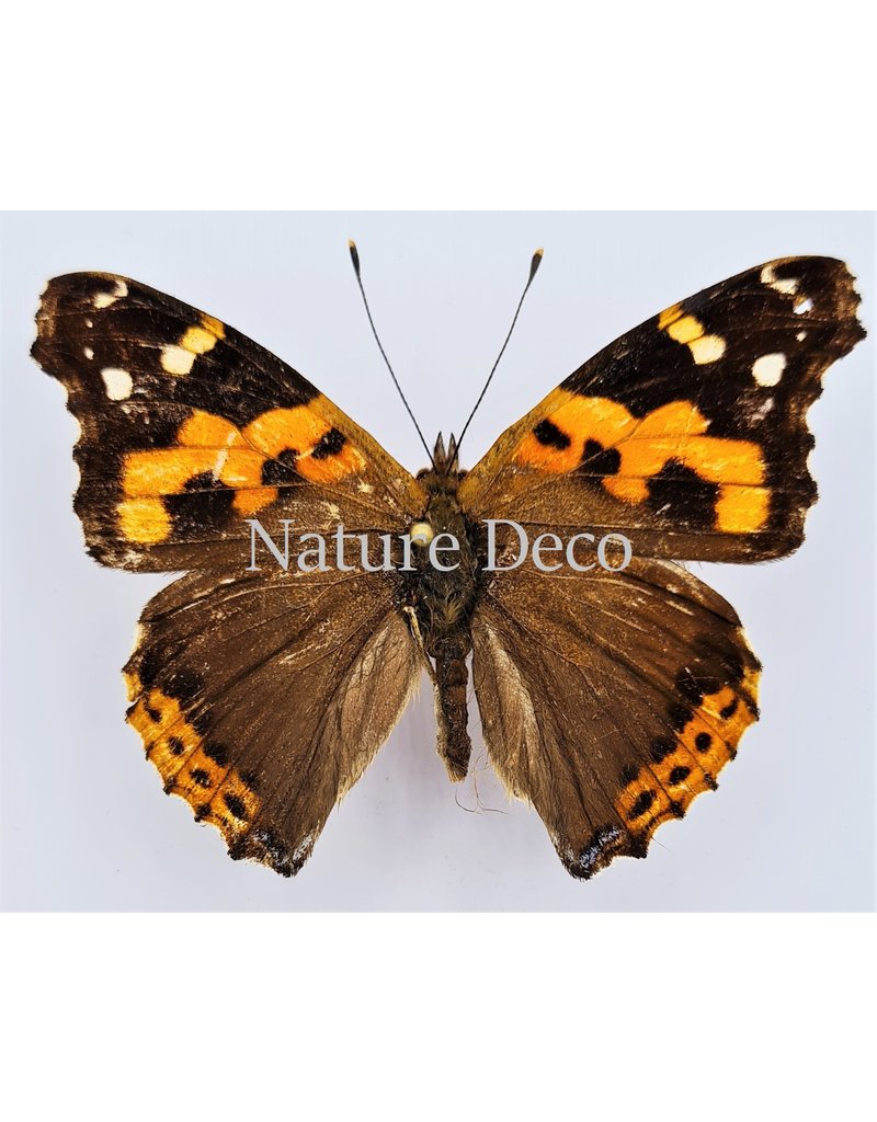 . Unmounted Vanessa Indica (Indian red admiral)