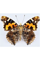 . Unmounted Vanessa Indica (Indian red admiral)