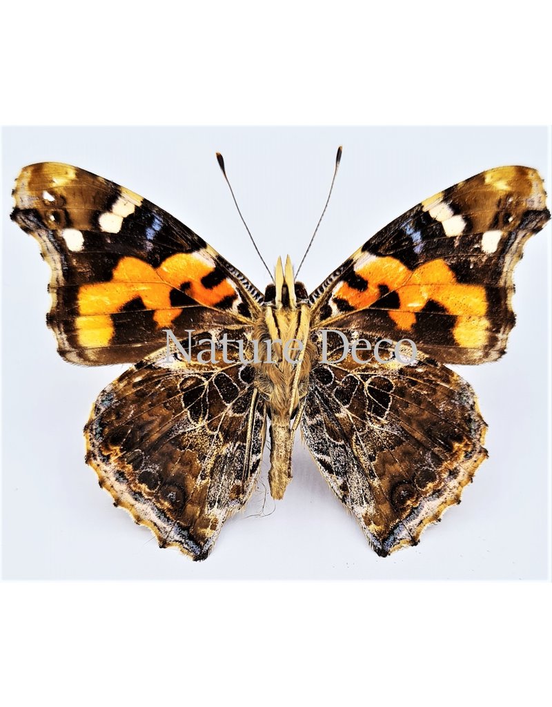 . Unmounted Vanessa Indica (Indian red admiral)