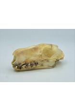 Hamerkop vleermuis schedel man