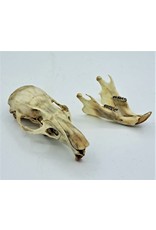 . Gambian pouched rat skull