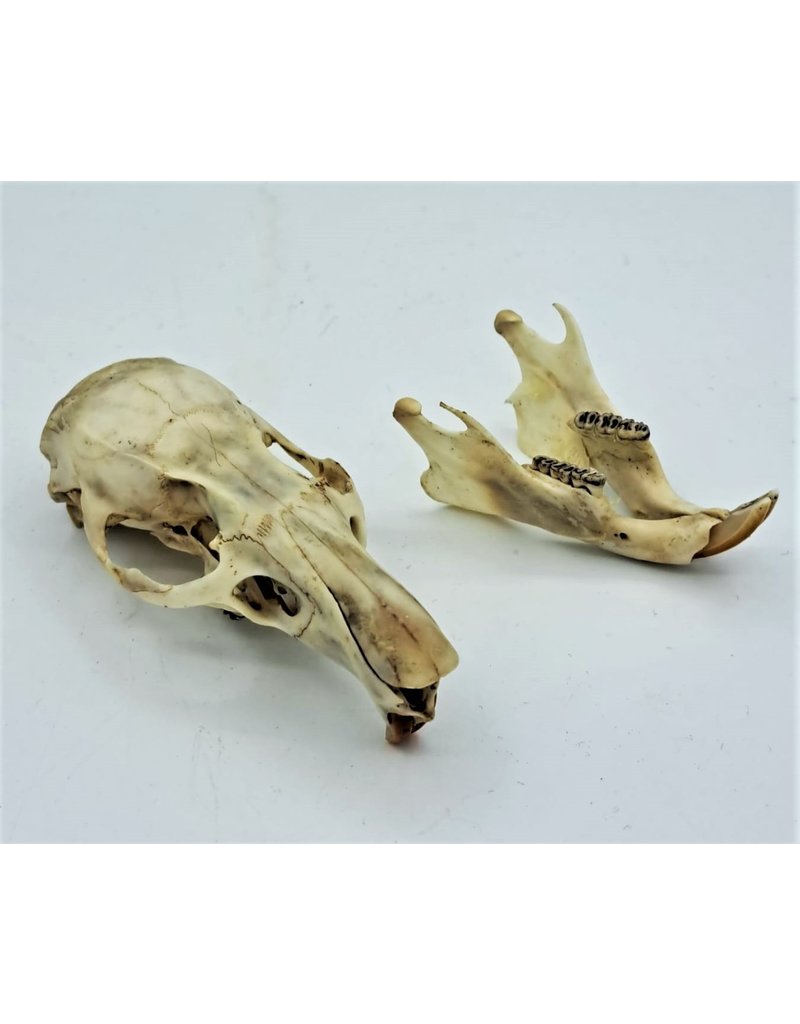 . Gambian pouched rat skull