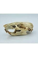 . Gambian pouched rat skull