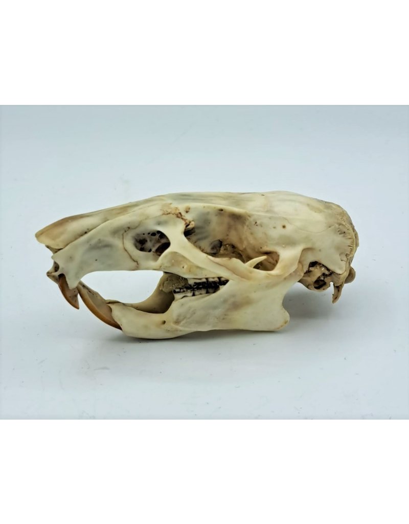 . Gambian pouched rat skull