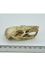 . Gambian pouched rat skull