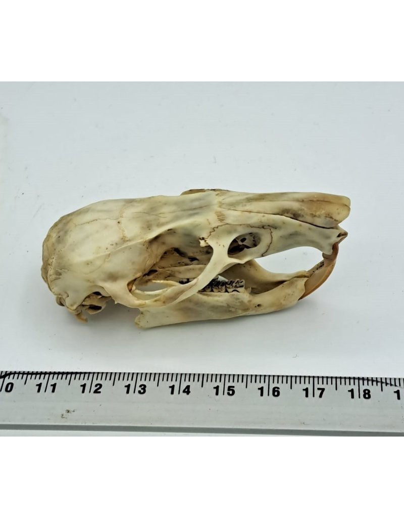 . Gambian pouched rat skull