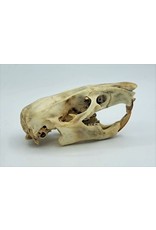 . Gambian pouched rat skull