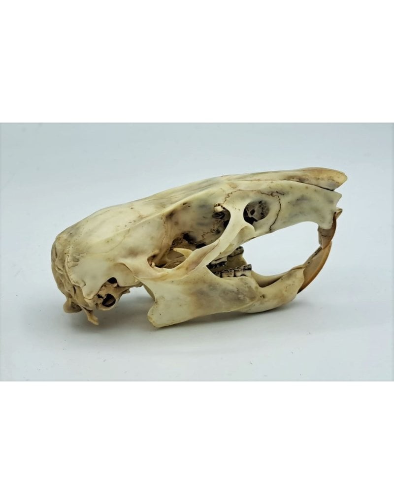 . Gambian pouched rat skull