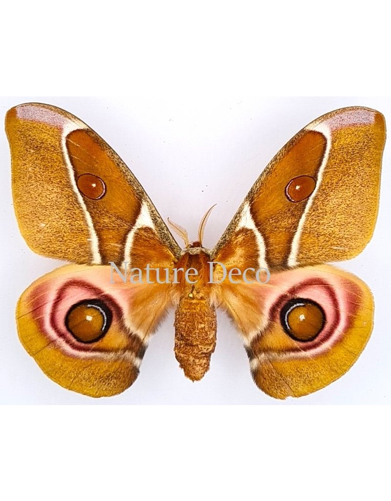 . Unmounted / dried Antherina Suraka