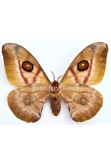 . Unmounted / dried Antherina Suraka