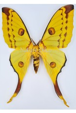 . Unmounted / dried Argema Mittrei female