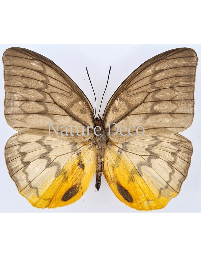 . Unmounted / dried Melanocyma Faunula