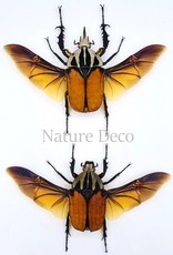 . Unmounted pair Mecynorrhina Oberthuri Unicolor