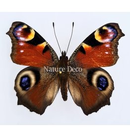 . Unmounted Inachis io (Peacock butterfly) B edition