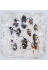 Unmounted / dried insect mix