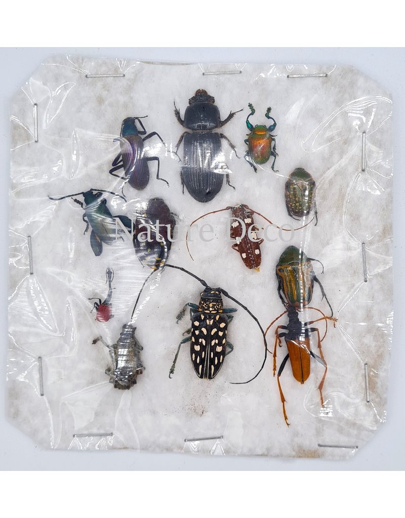 Unmounted / dried insect mix