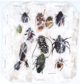 Unmounted insect mix