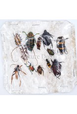 Unmounted / dried insect mix