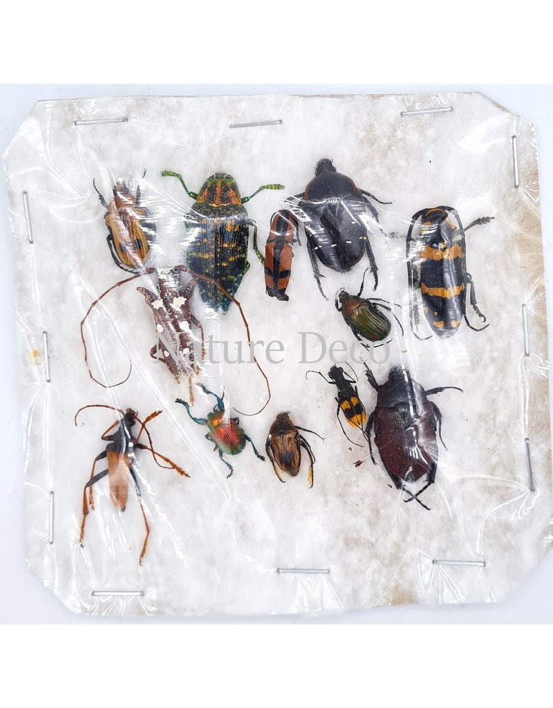 Unmounted / dried insect mix