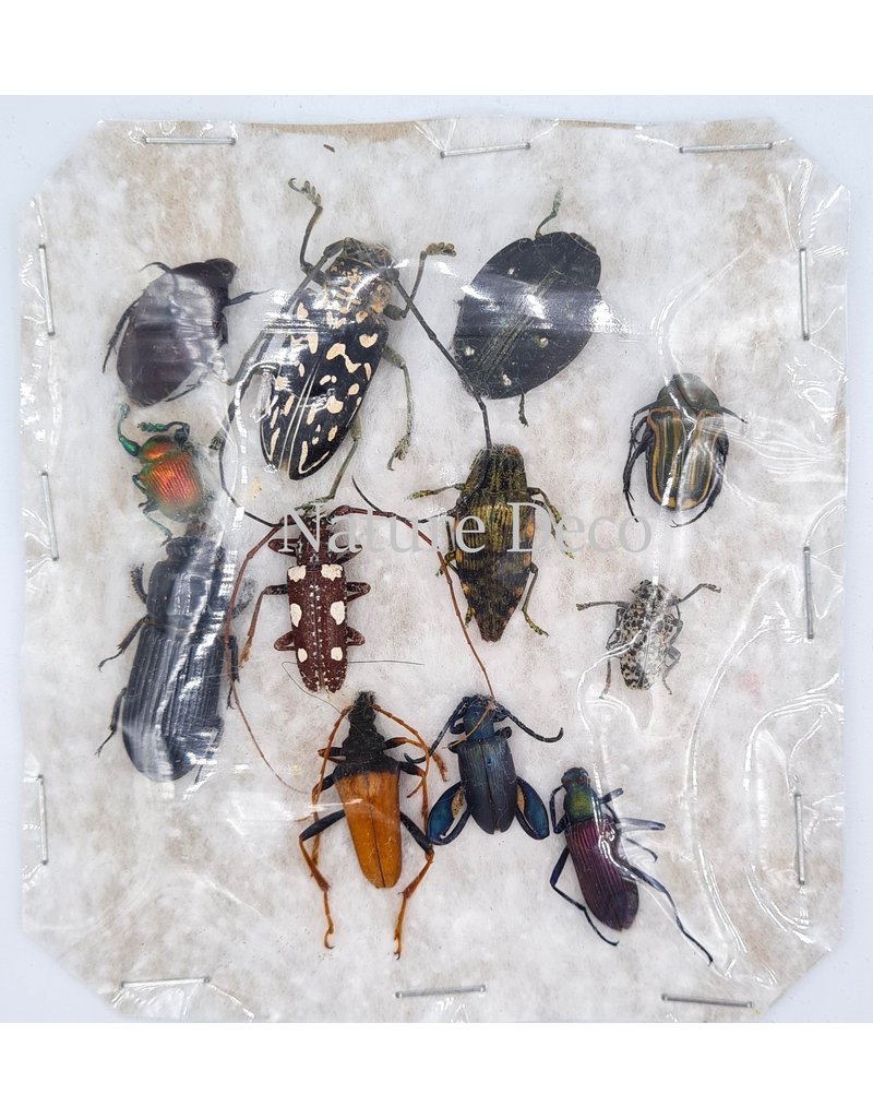 Unmounted / dried insect mix